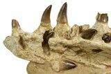 Fossil Mosasaur Jaw Section with Teeth - Morocco #344929-2